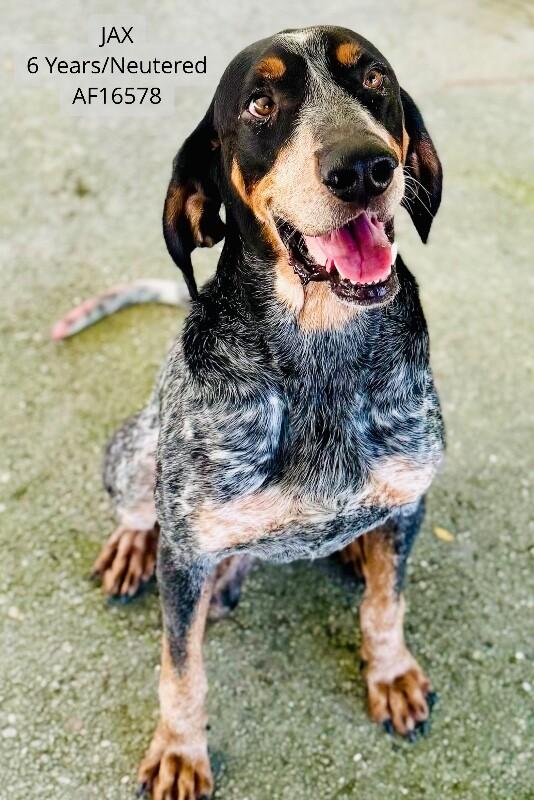 Jax, Adoptable, Adult Male Bluetick Coonhound.