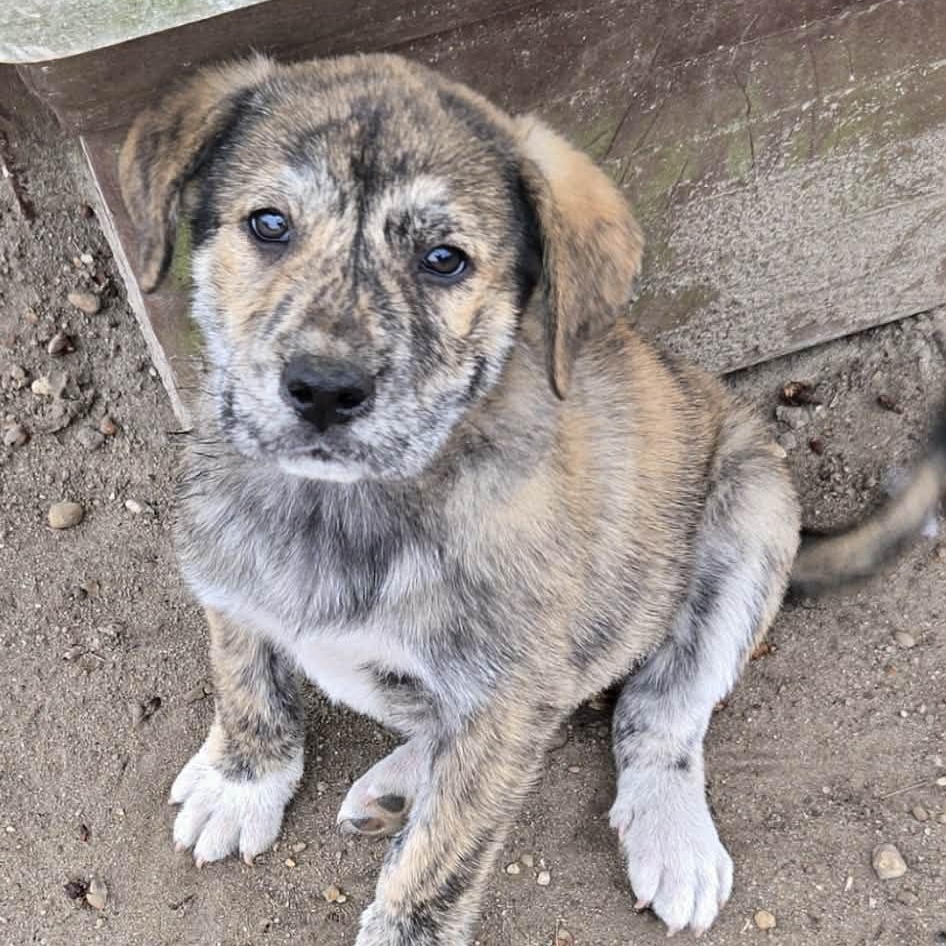 Enlarge Maverick (NCCR), an adopted mixed breed in Brewton, AL image 1/1