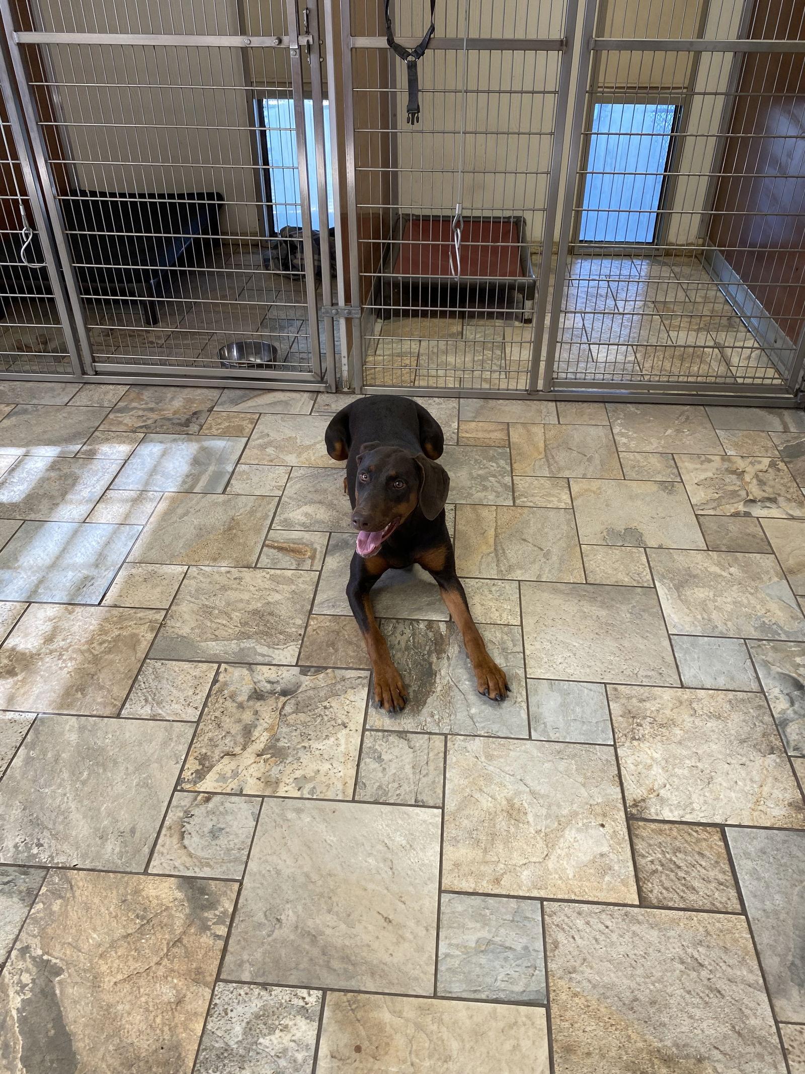 Enlarge Iris, a Adopted Doberman Pinscher in San Antonio, TX image 1/2