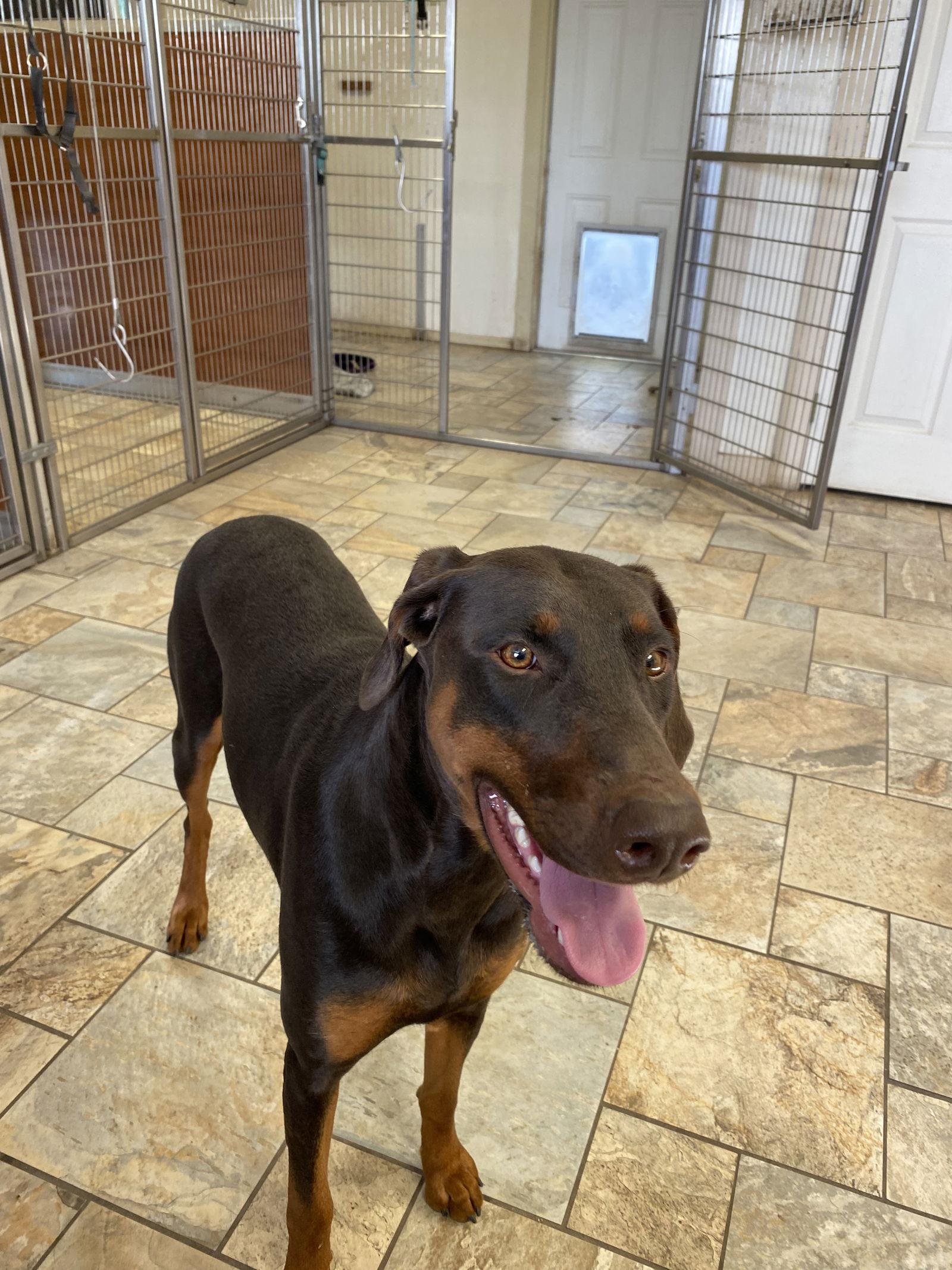 Enlarge Iris, a Adopted Doberman Pinscher in San Antonio, TX image 2/2