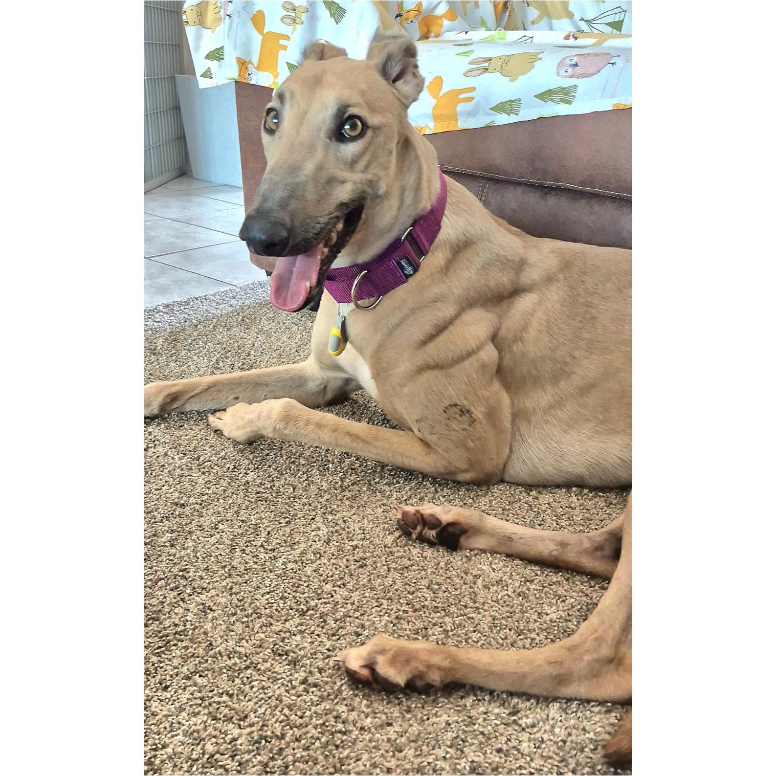 FF Snoop Dog (Snoopy), Adopted, Adult Male Greyhound.