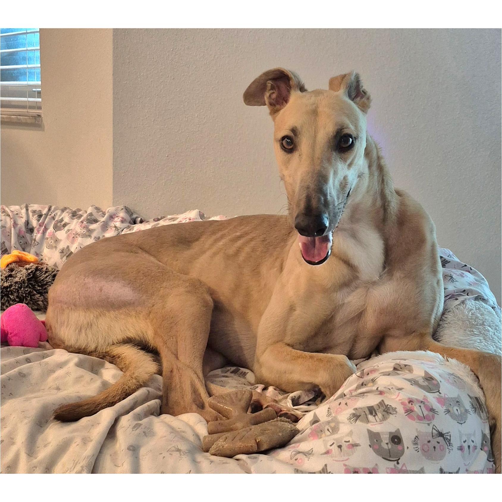 Enlarge FF Snoop Dog (Snoopy), a Adopted Greyhound in Tarpon Springs, FL image 2/4