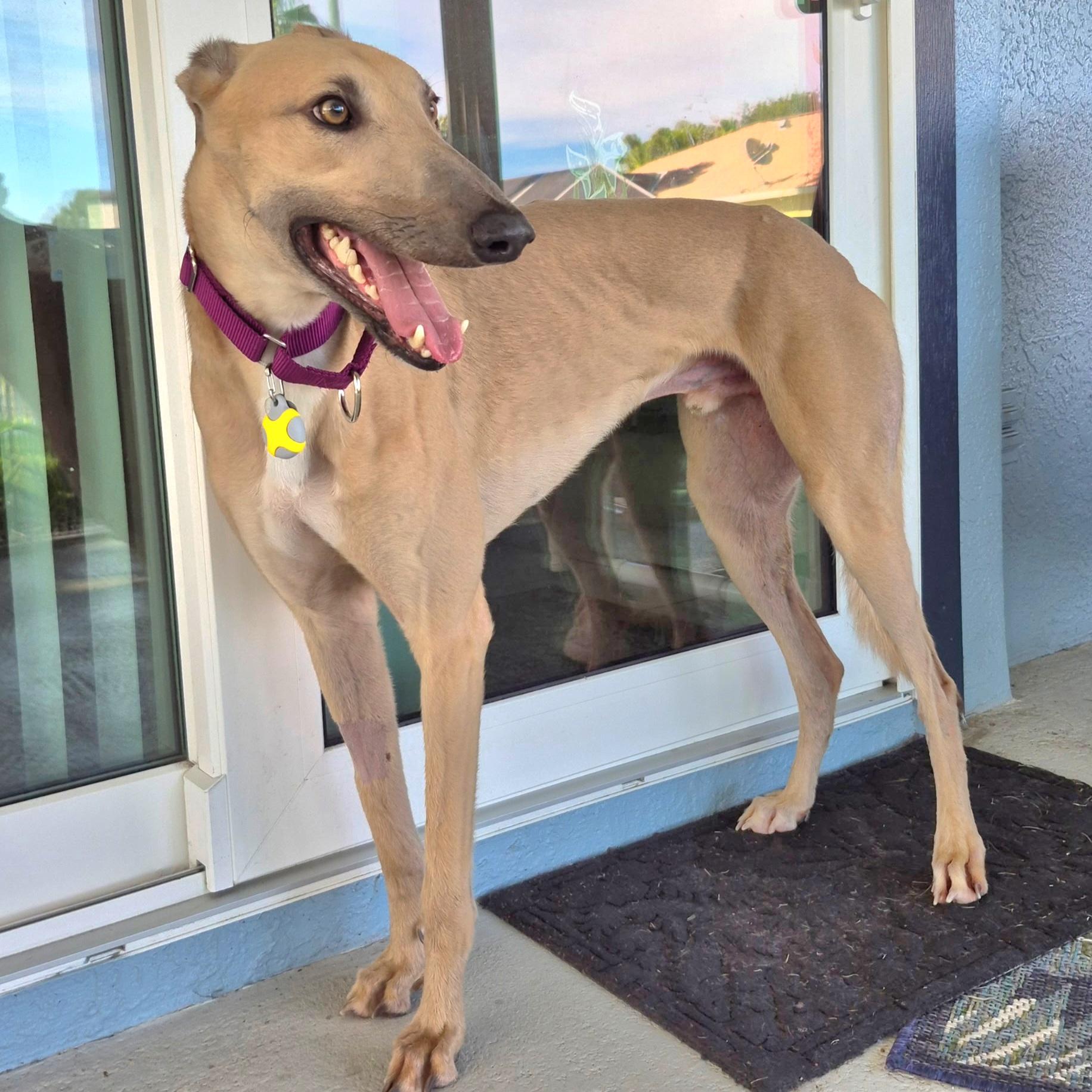 Enlarge FF Snoop Dog (Snoopy), a Adopted Greyhound in Tarpon Springs, FL image 3/4