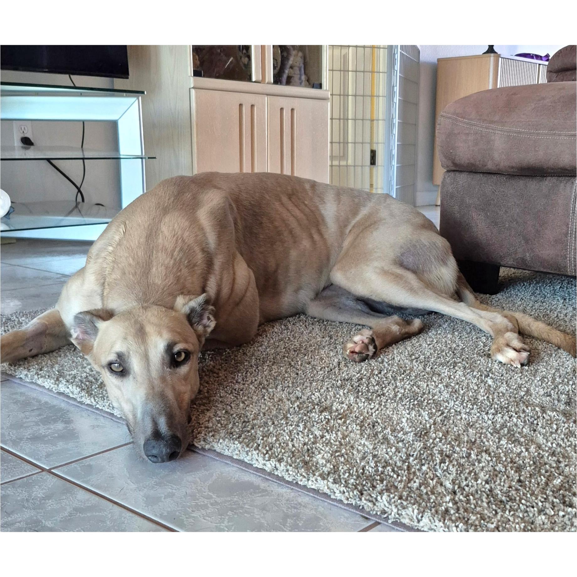 Enlarge FF Snoop Dog (Snoopy), a Adopted Greyhound in Tarpon Springs, FL image 4/4