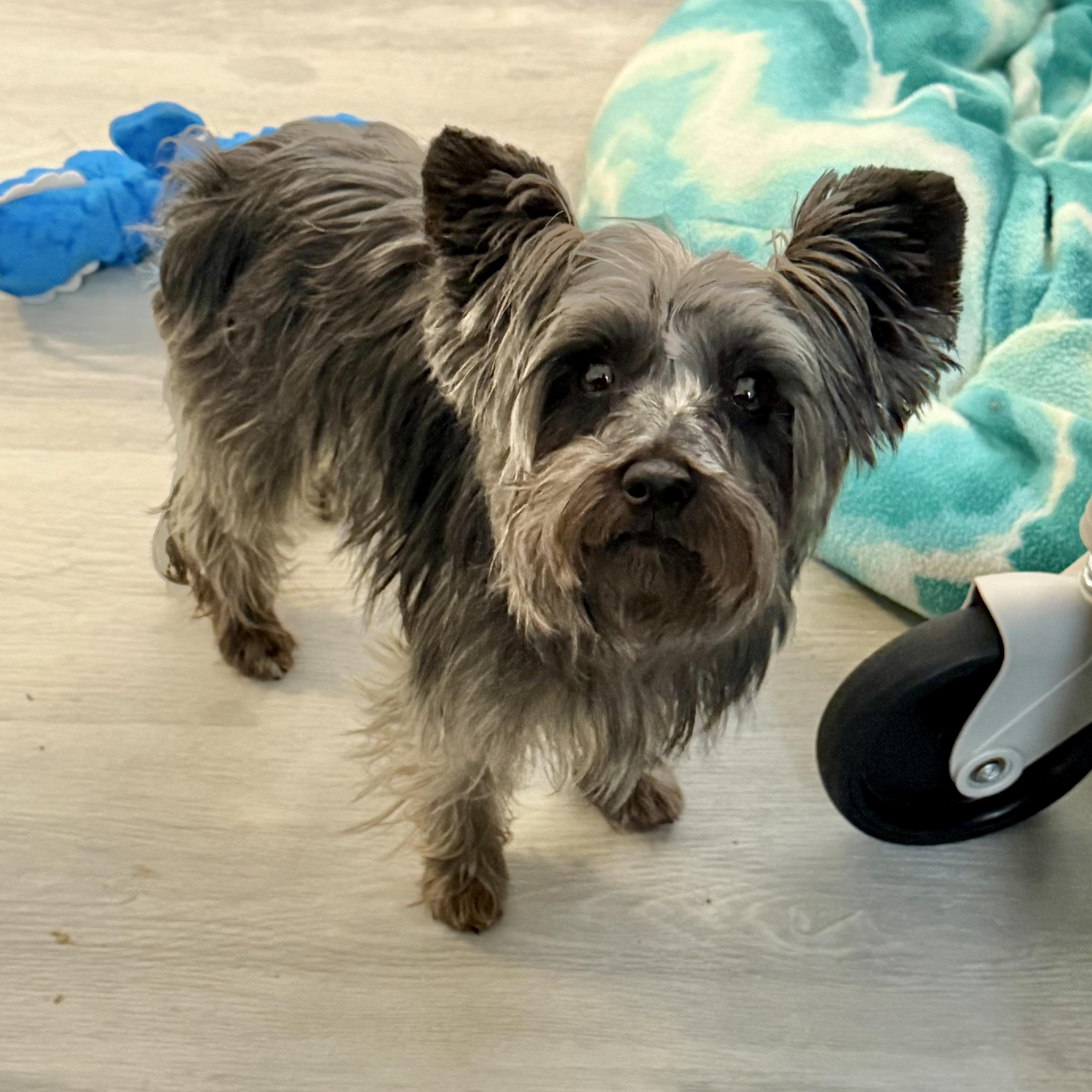 Enlarge Cora, a Adoptable Yorkshire Terrier in Mount Arlington, NJ image 4/6
