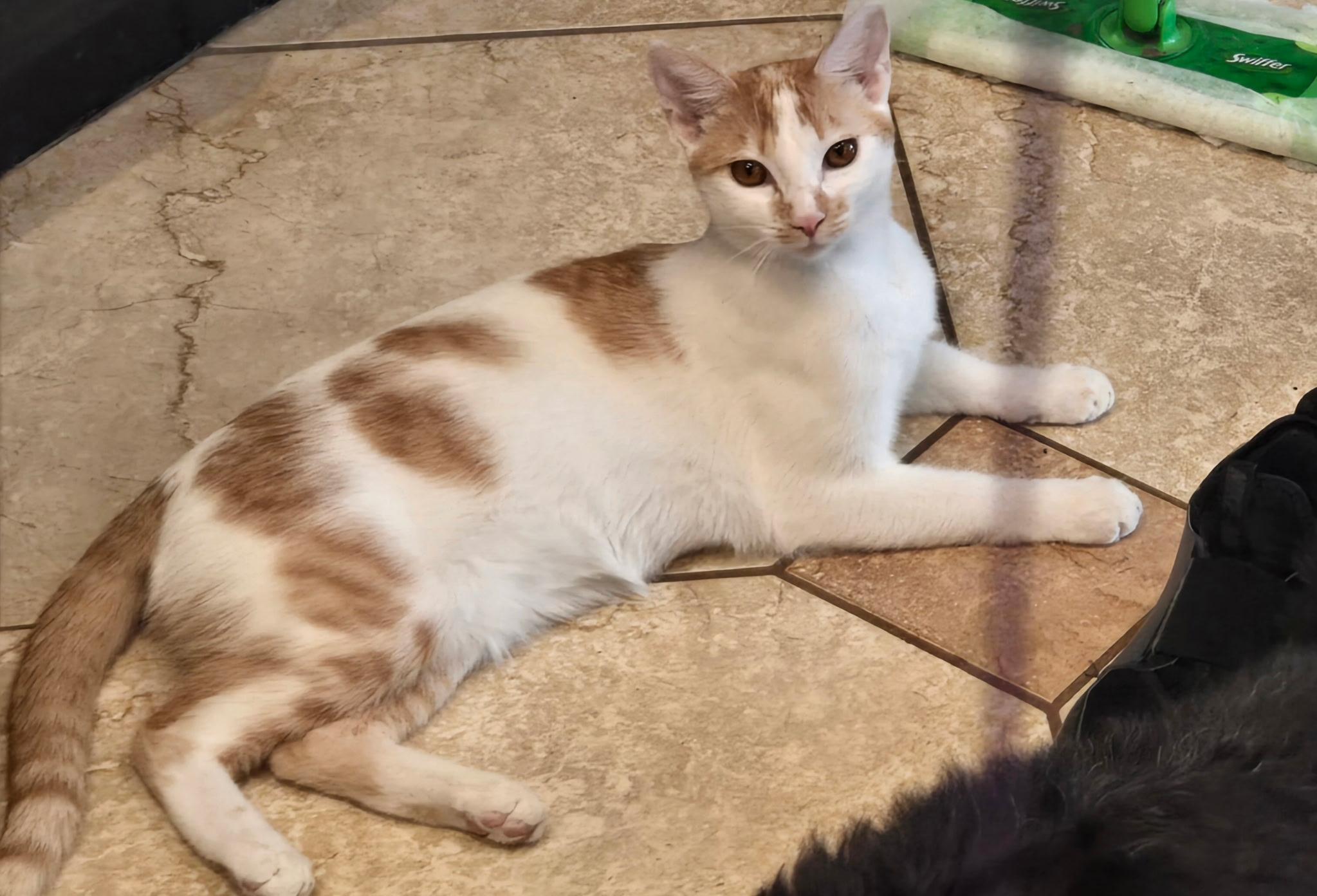 Enlarge Echo, a Adoptable Domestic Short Hair in Riverside, CA image 5/6