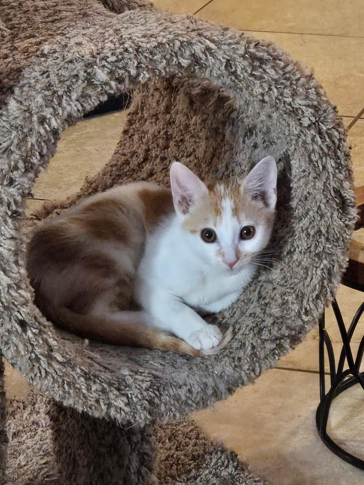 Echo, Adoptable, Kitten Female Domestic Short Hair.