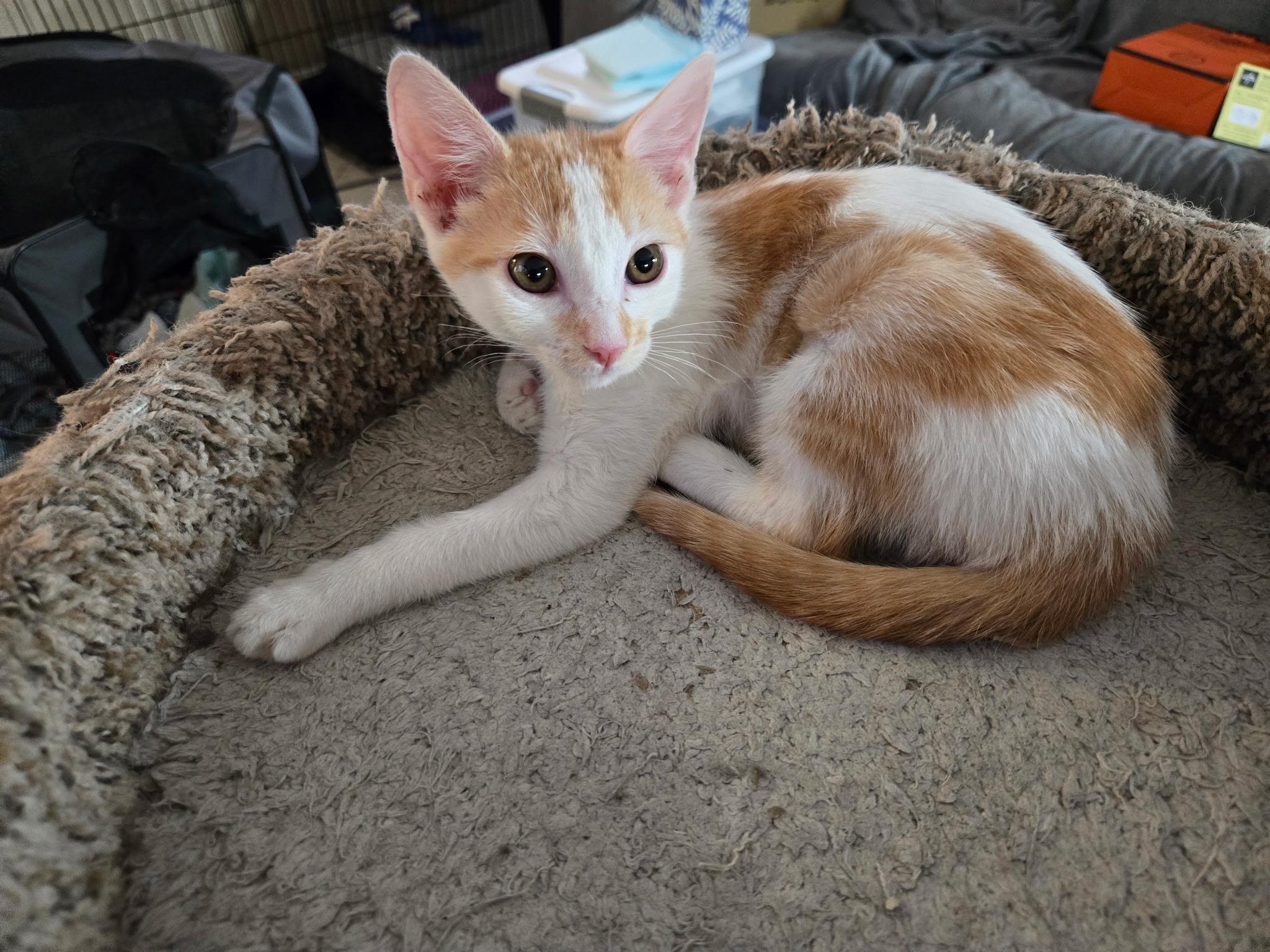 Echo, Adoptable, Young Female Domestic Short Hair.