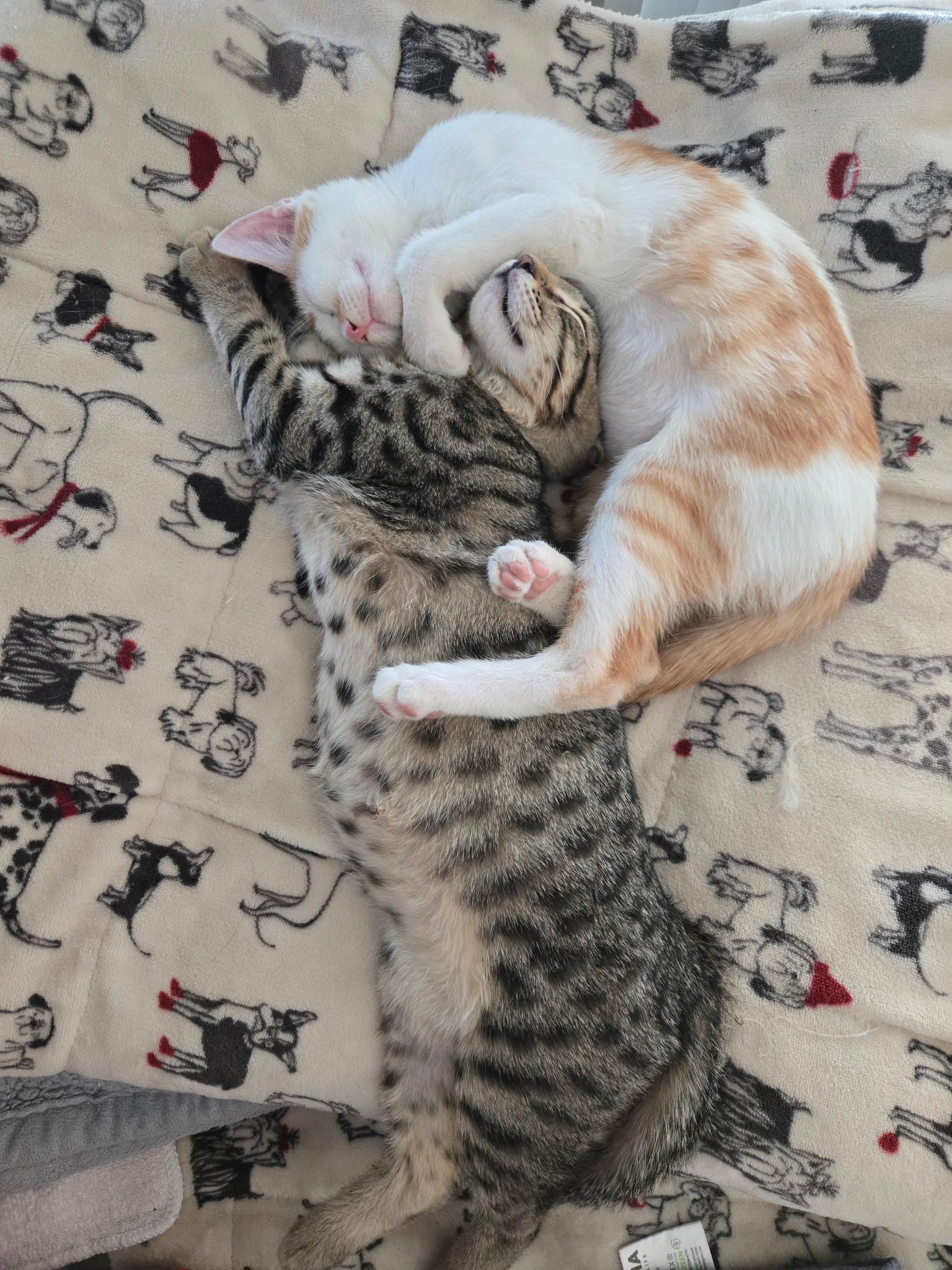 Enlarge Echo, a Adoptable Domestic Short Hair in Riverside, CA image 2/3