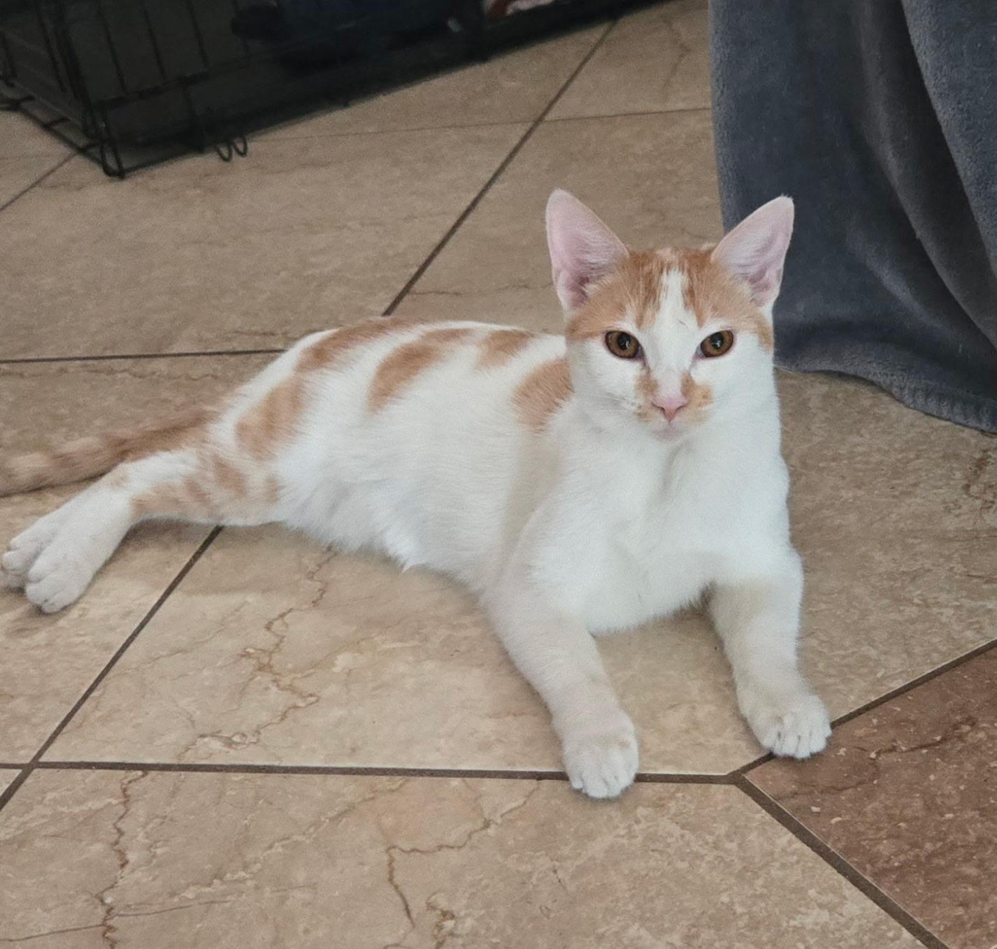 Enlarge Echo, a Adoptable Domestic Short Hair in Riverside, CA image 4/6