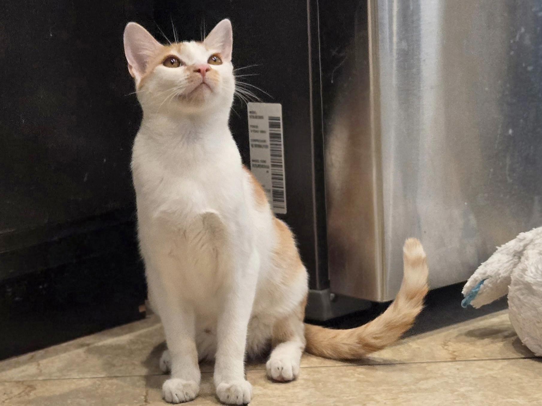 Echo, Adoptable, Young Female Domestic Short Hair.