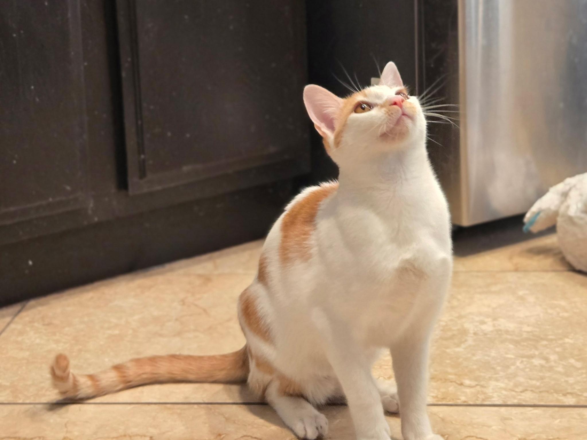 Enlarge Echo, a Adoptable Domestic Short Hair in Riverside, CA image 2/6