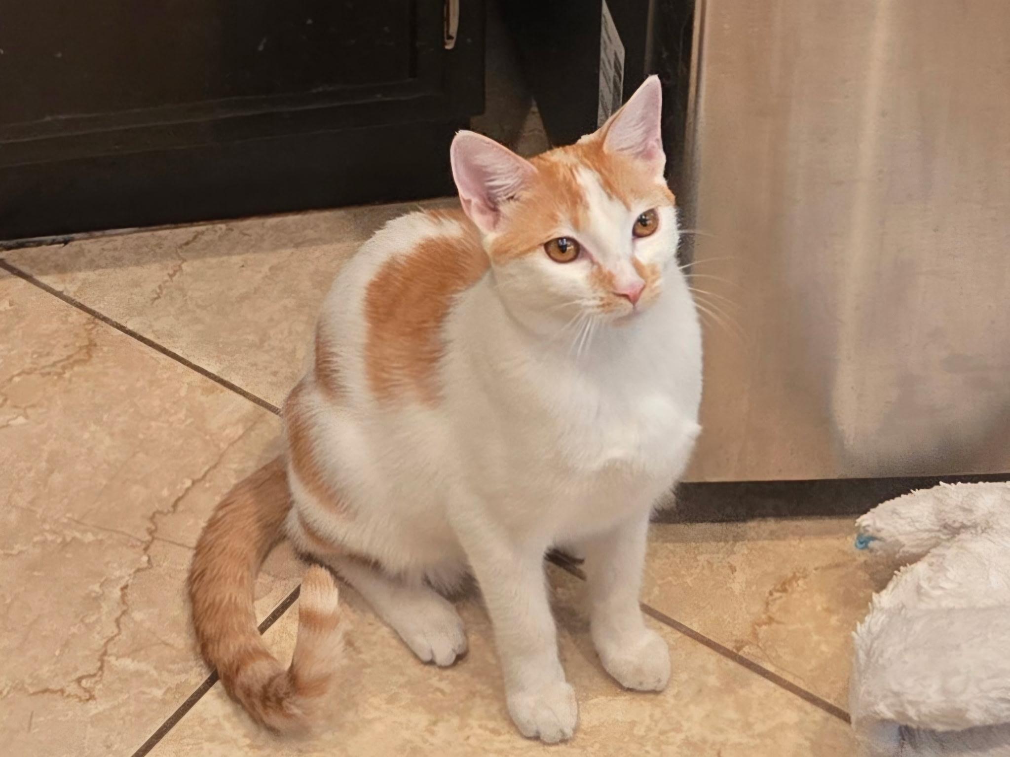 Enlarge Echo, a Adoptable Domestic Short Hair in Riverside, CA image 3/6