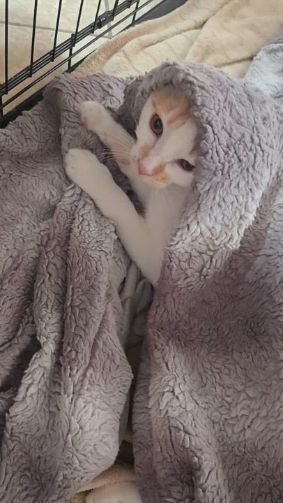 Enlarge Echo, a Adoptable Domestic Short Hair in Riverside, CA video 3/3