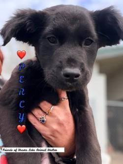Percy, ADOPTABLE, Puppy Male Labrador Retriever & Shepherd.