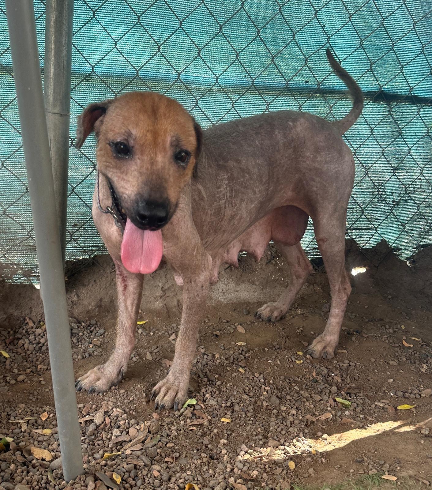 Catrina, Adoptable, Young Female Xoloitzcuintli / Mexican Hairless.