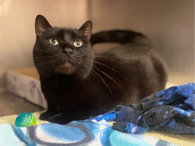 Enlarge ATHENA, a Adoptable Domestic Short Hair in Fort Wayne, IN image 1/1