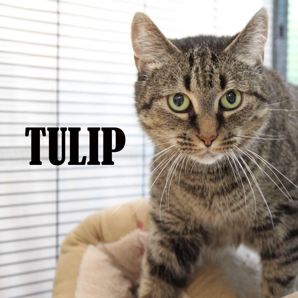 Enlarge Tulip, a Adoptable Domestic Short Hair in Mooresville, NC image 5/6