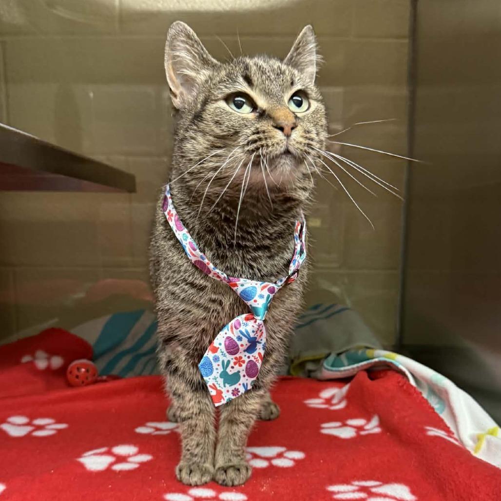 Tulip, a Adoptable Domestic Short Hair in Mooresville, NC image 5/6