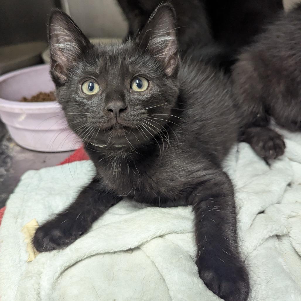Enlarge Onyx, a Adoptable Domestic Short Hair in Evansville, IN image 1/1