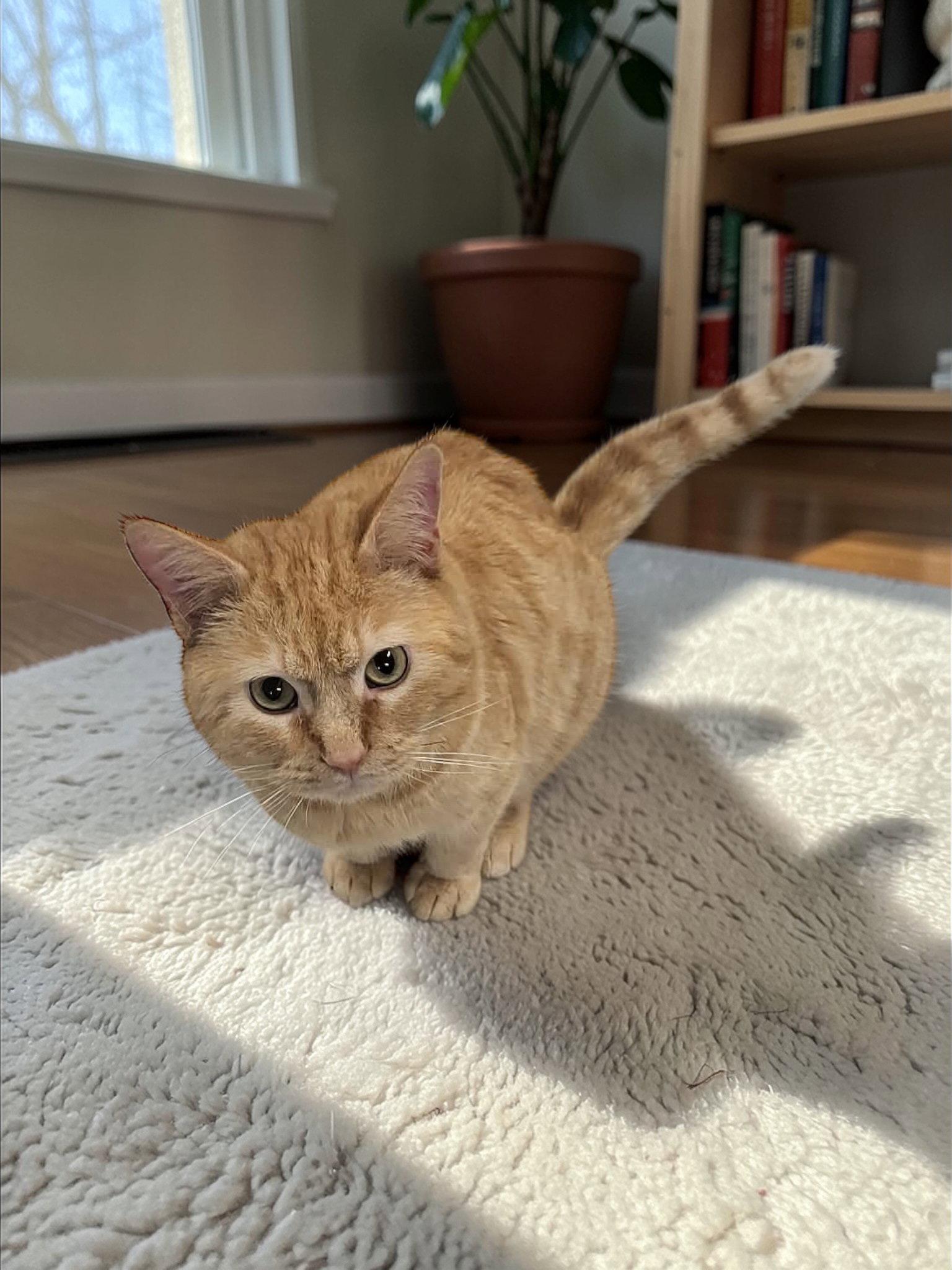 Enlarge Garfield, a Adopted Domestic Short Hair in Champaign, IL image 1/3