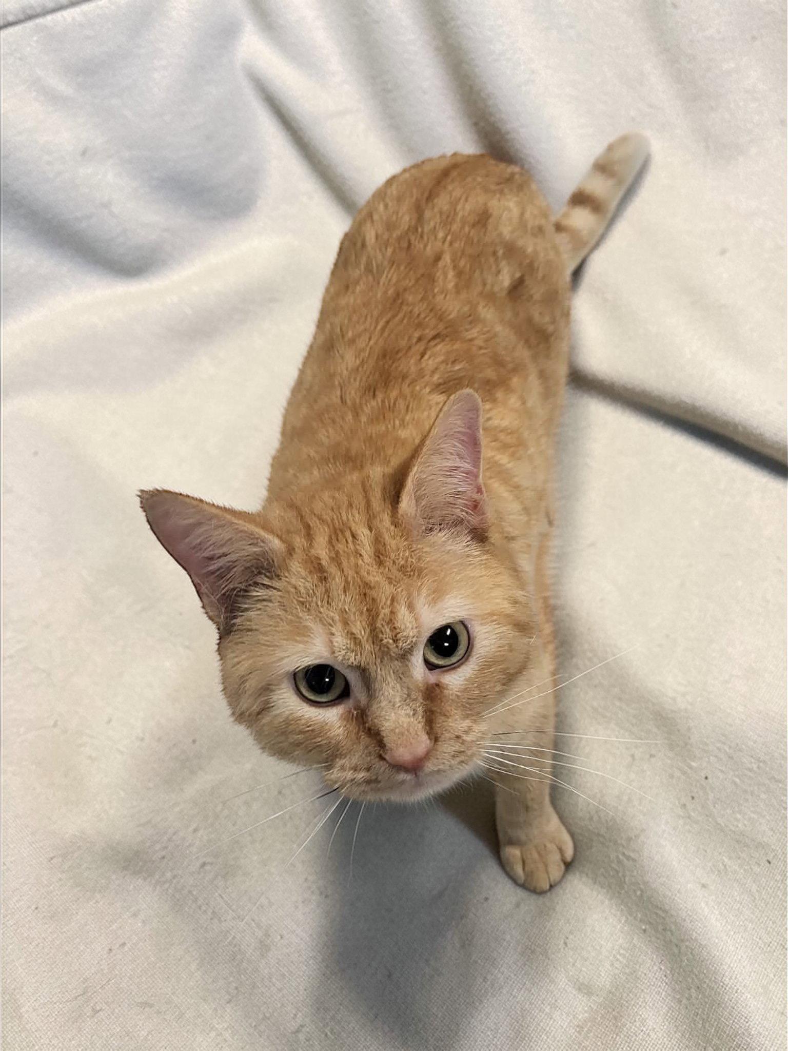 Enlarge Garfield, a Adopted Domestic Short Hair in Champaign, IL image 2/3