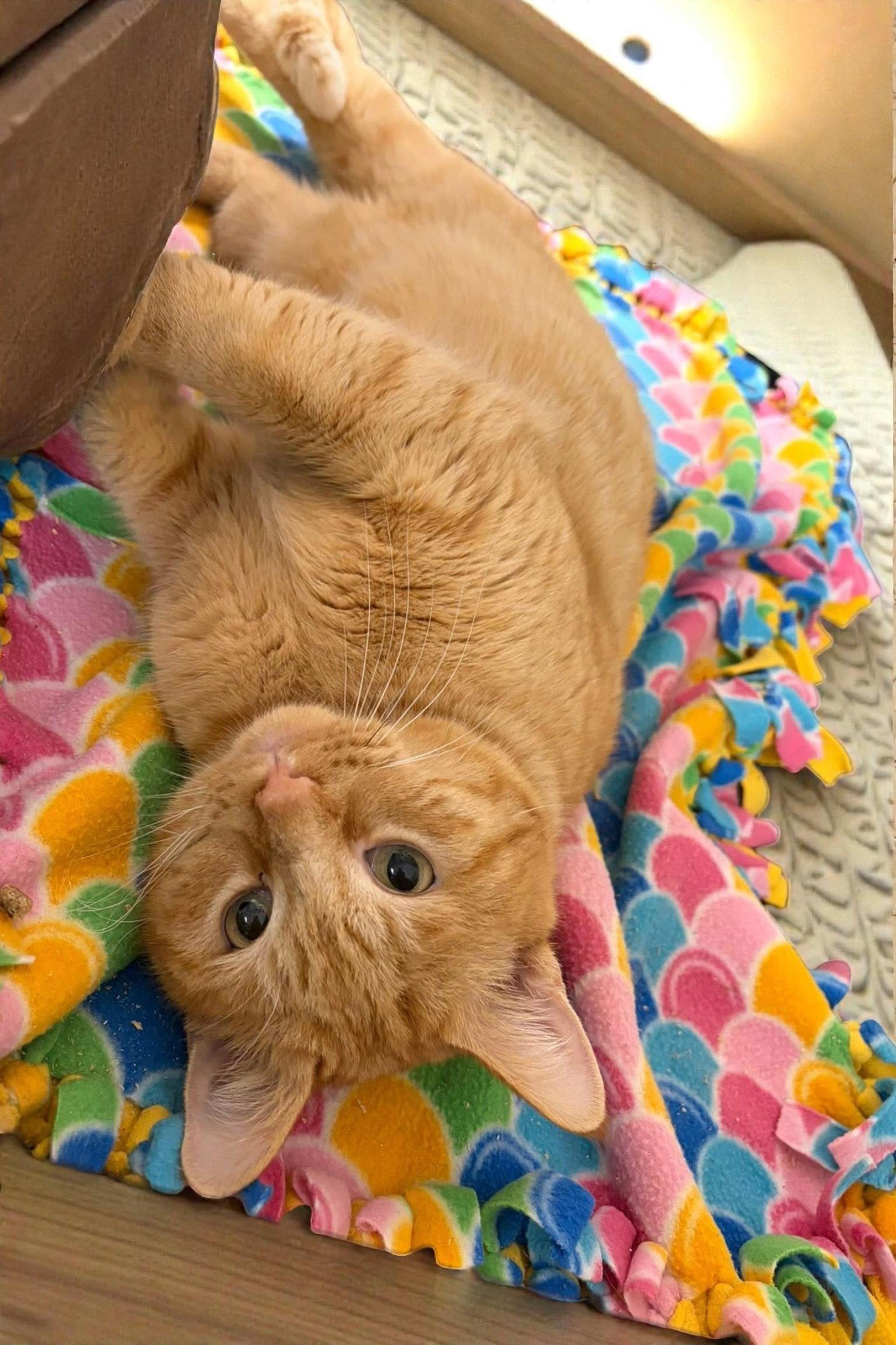 Enlarge Garfield, a Adopted Domestic Short Hair in Champaign, IL image 3/3