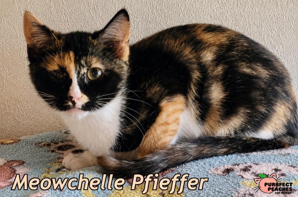 Meowchelle Pfieffer, Adoptable, Kitten Female Domestic Short Hair.