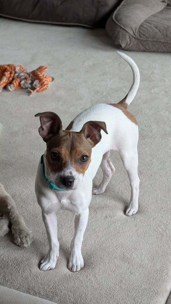 Mindy, Adoptable, Puppy Female Chihuahua & Fox Terrier.