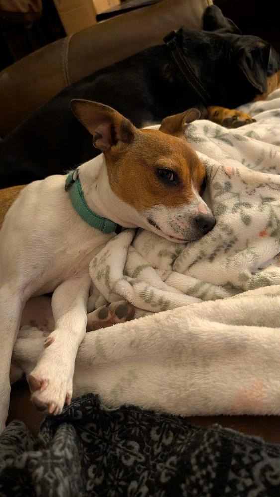 Enlarge Mindy, a Adoptable mixed breed in Parker, CO image 2/2