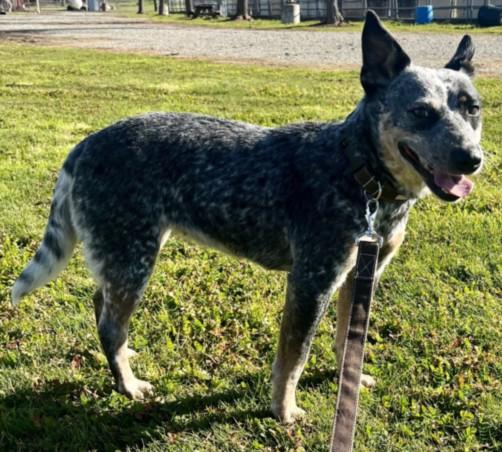 SKUNK, Adoptable, Young Female Australian Cattle Dog / Blue Heeler.