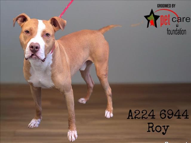 Enlarge ROY, a Adoptable Pit Bull Terrier in Los Angeles, CA image 1/1