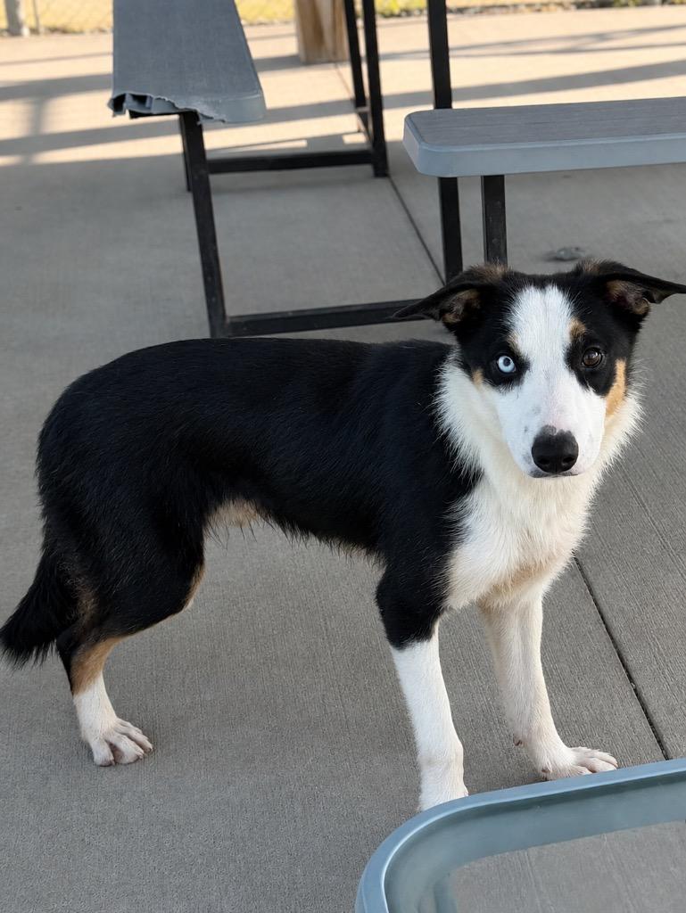 Miracle, Adoptable, Young Male Australian Shepherd.
