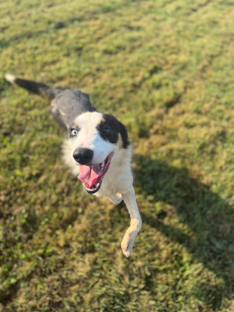 Miracle, a Adoptable mixed breed in Hopkinsville, KY image 2/6