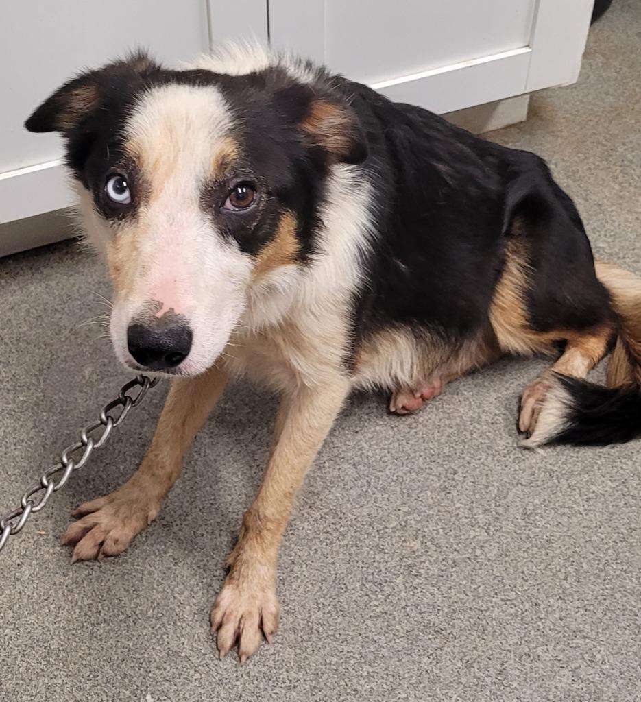 Enlarge Miracle, a Adoptable mixed breed in Hopkinsville, KY image 2/2