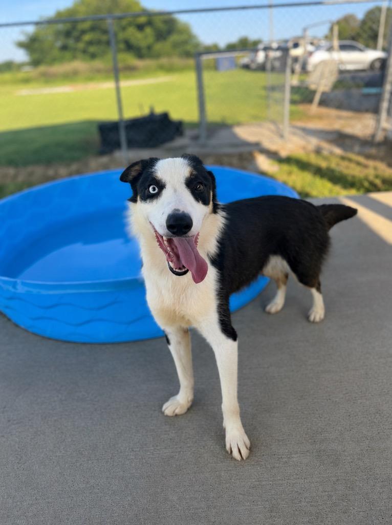 Miracle, a Adoptable mixed breed in Hopkinsville, KY image 5/6