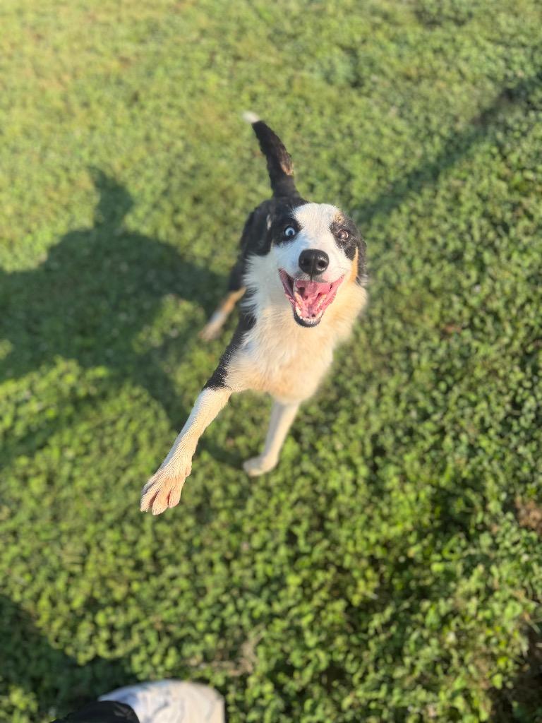 Miracle, a Adoptable mixed breed in Hopkinsville, KY image 6/6