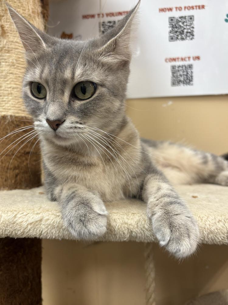Cucumber, Adoptable, Young Female Domestic Short Hair.