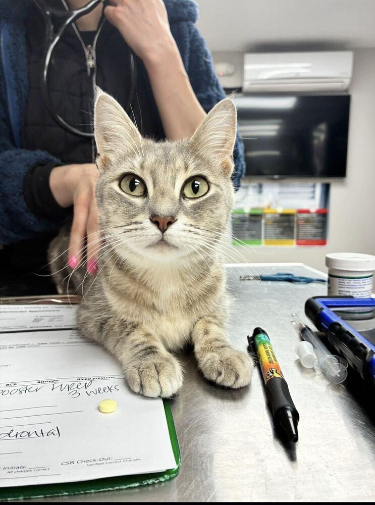 Enlarge Cucumber, a Adoptable Domestic Short Hair in Marietta, GA image 2/6