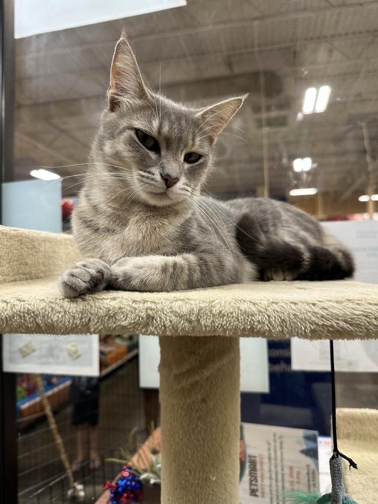 Enlarge Cucumber, a Adoptable Domestic Short Hair in Marietta, GA image 3/6