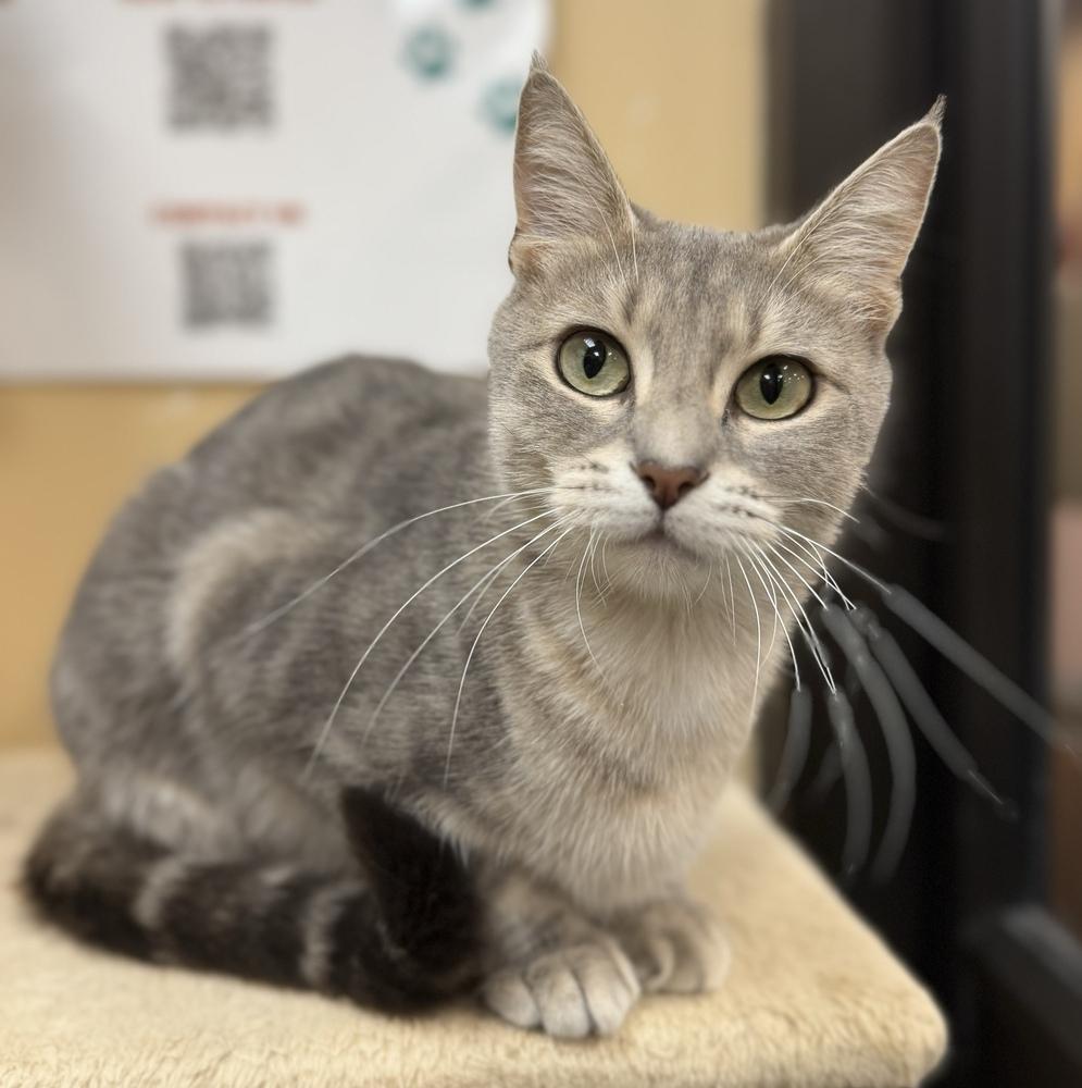 Enlarge Cucumber, a Adoptable Domestic Short Hair in Marietta, GA image 4/6