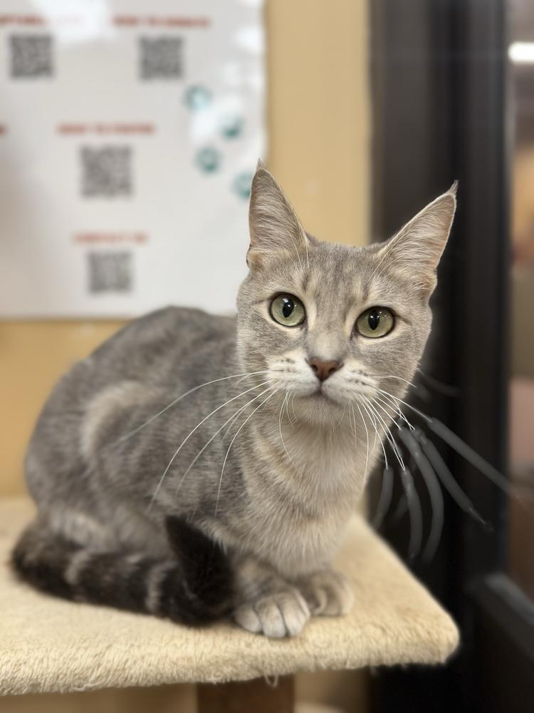 Enlarge Cucumber, a Adoptable Domestic Short Hair in Marietta, GA image 5/6