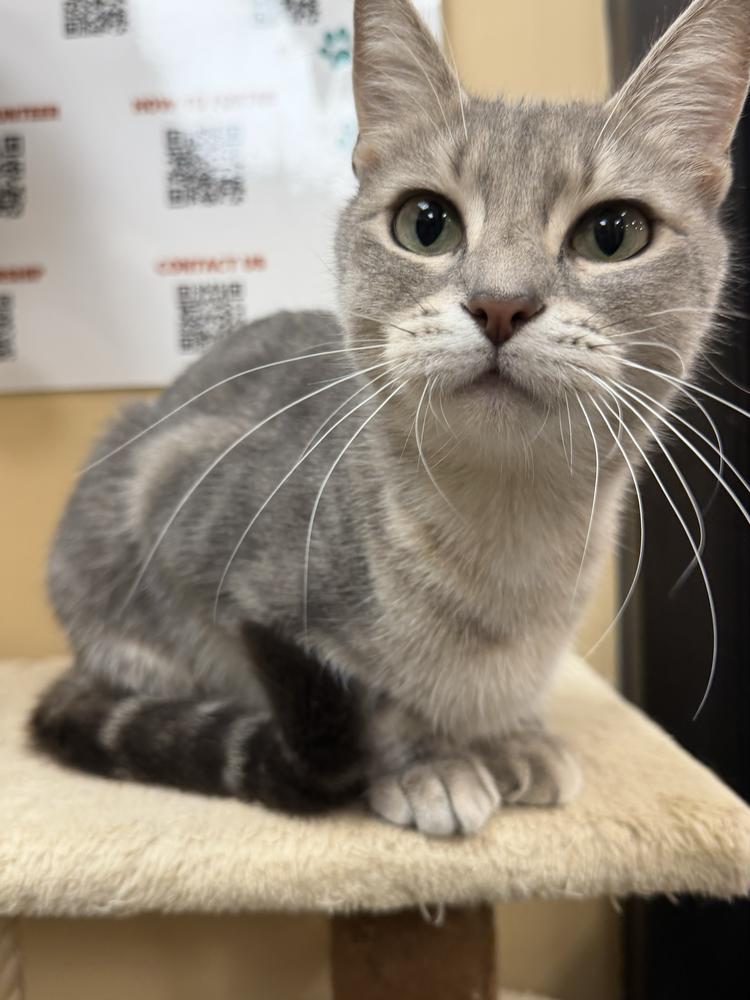 Enlarge Cucumber, a Adoptable Domestic Short Hair in Marietta, GA image 6/6
