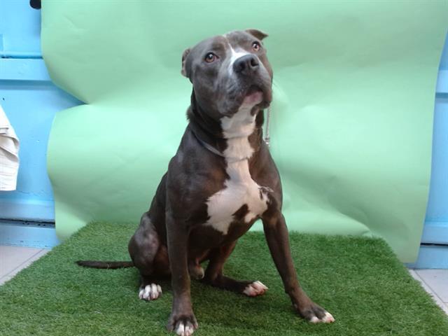 JEFF, Adoptable, Young Male Pit Bull Terrier.