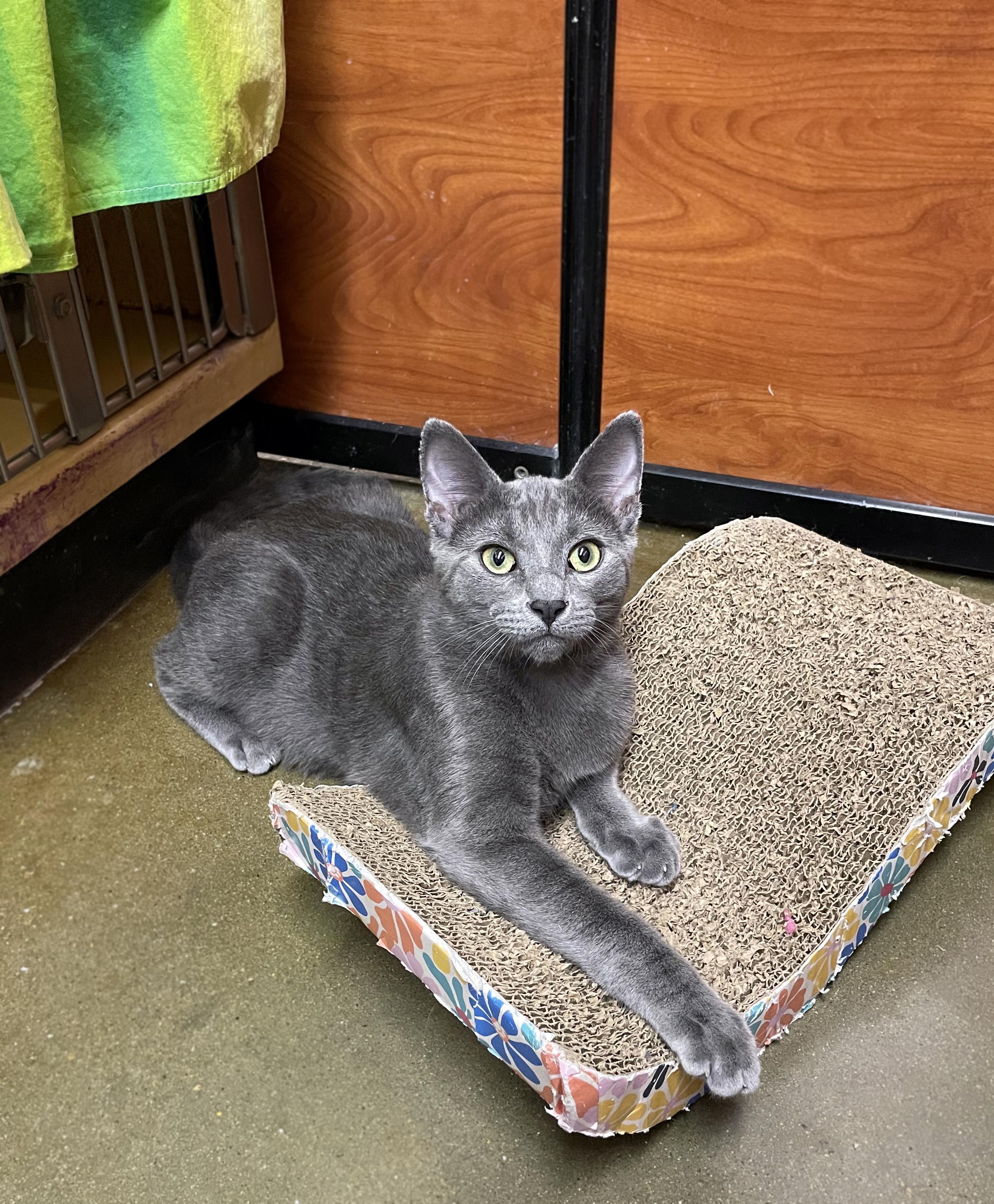 Enlarge Loki, a Adoptable Domestic Short Hair in Centerville, UT image 3/3