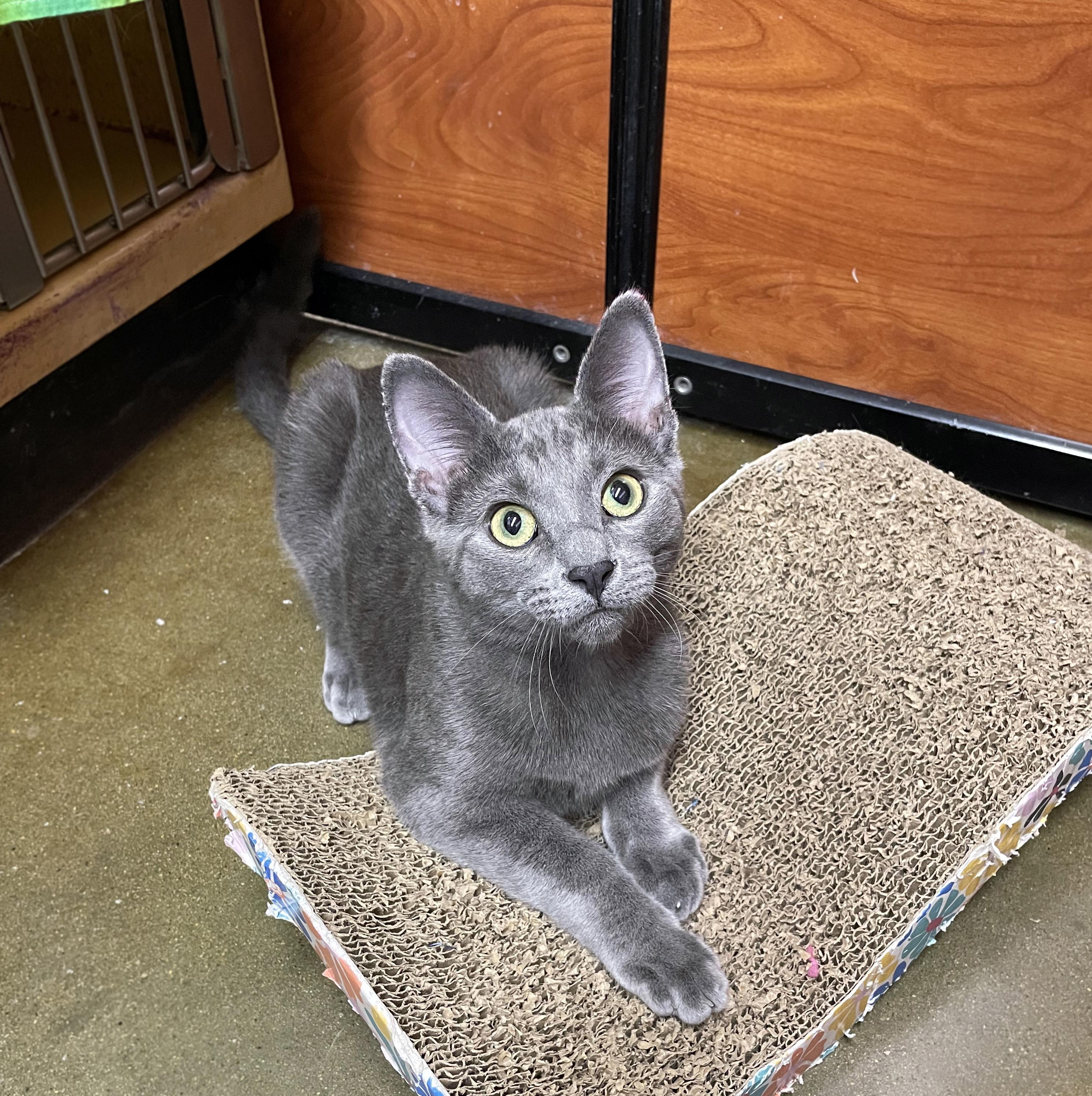 Enlarge Loki, a Adoptable Domestic Short Hair in Centerville, UT image 2/3