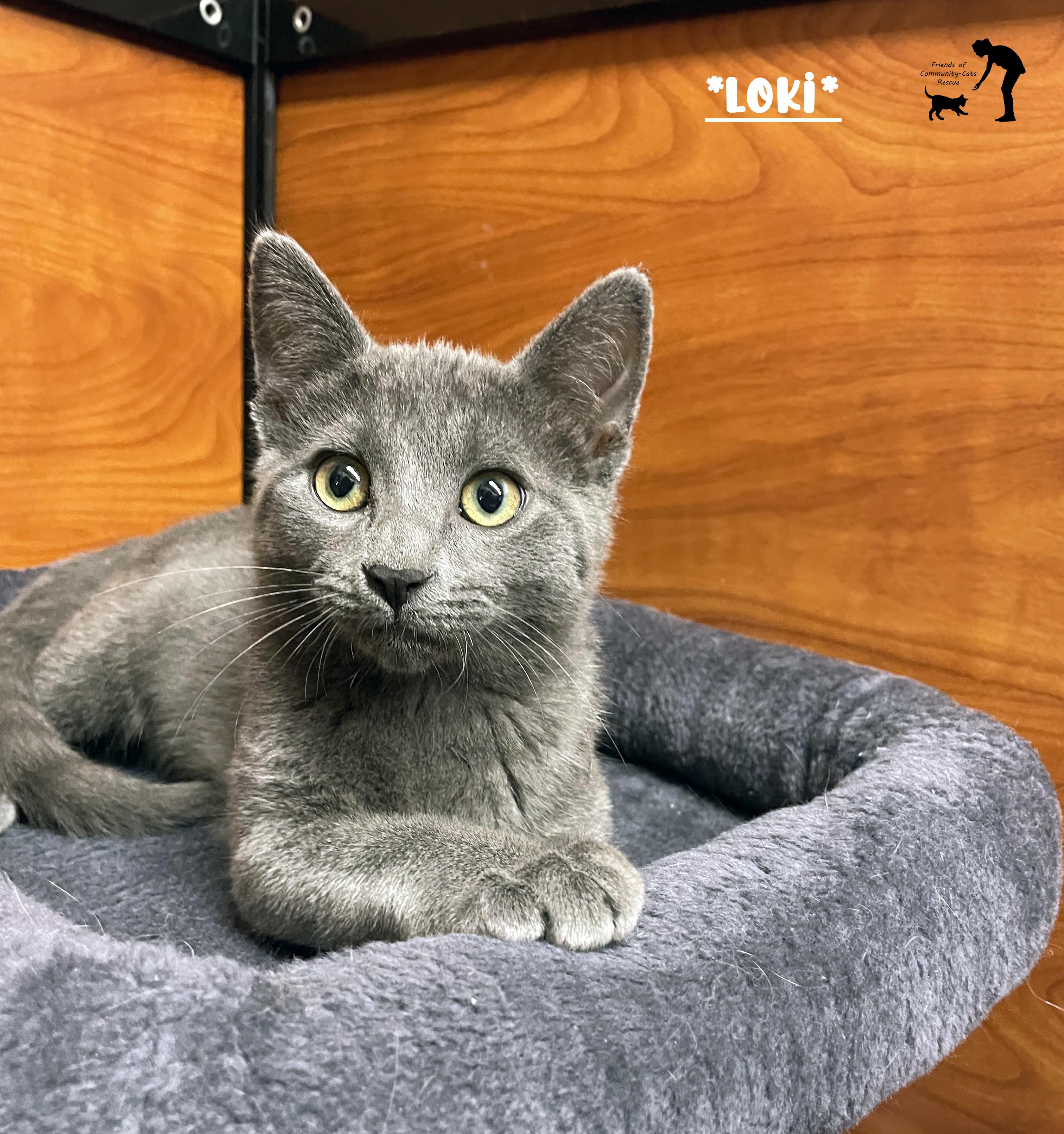 Loki, Adoptable, Kitten Male Domestic Short Hair.