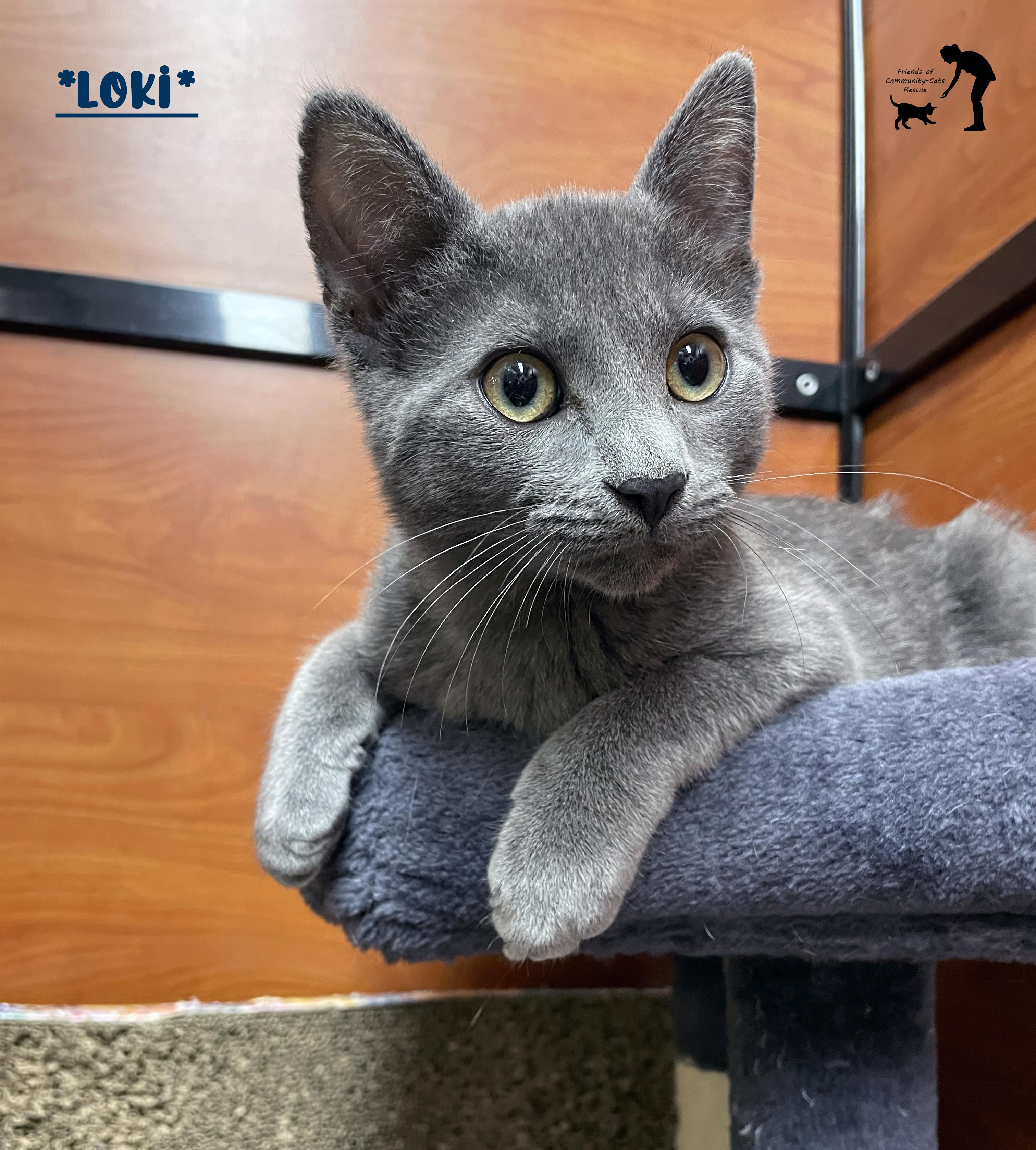 Loki, ADOPTABLE, Kitten Male Domestic Short Hair.