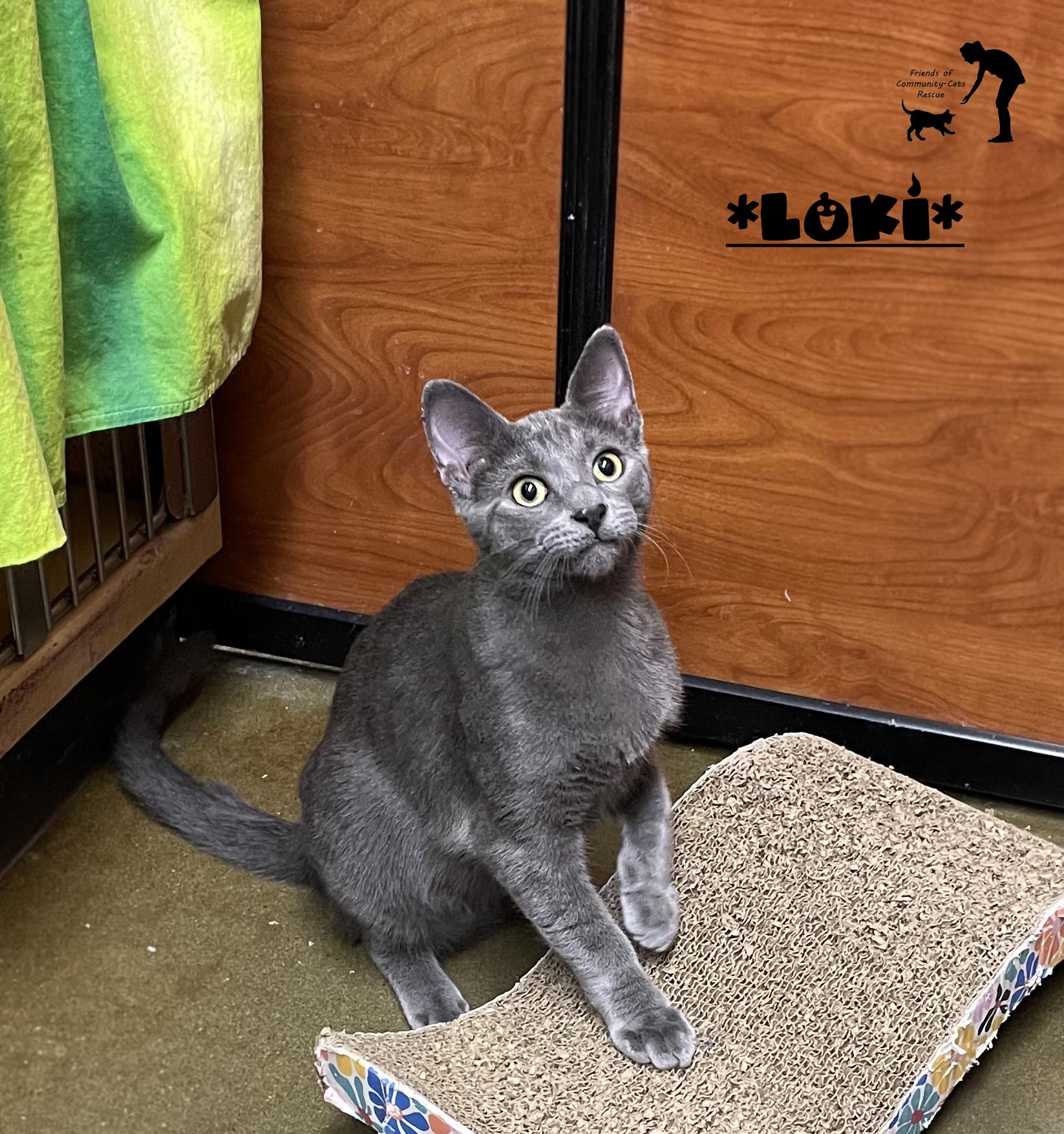 Loki, Adoptable, Kitten Male Domestic Short Hair.