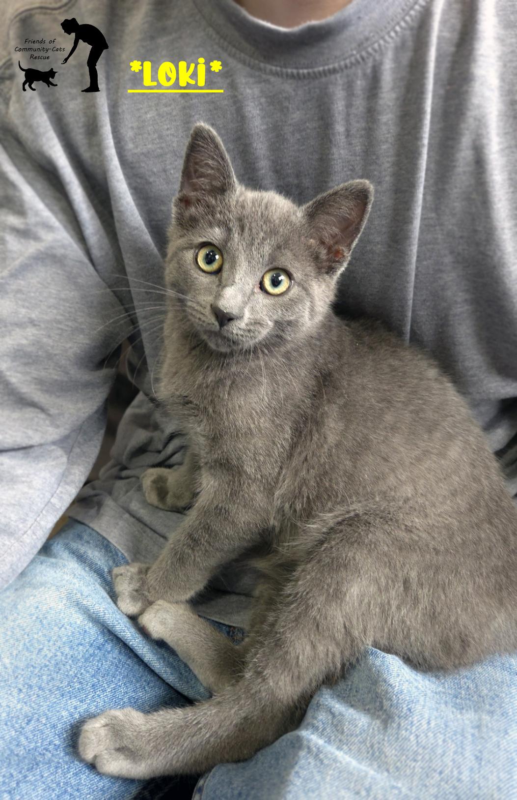 Loki, ADOPTABLE, Young Male Domestic Short Hair.
